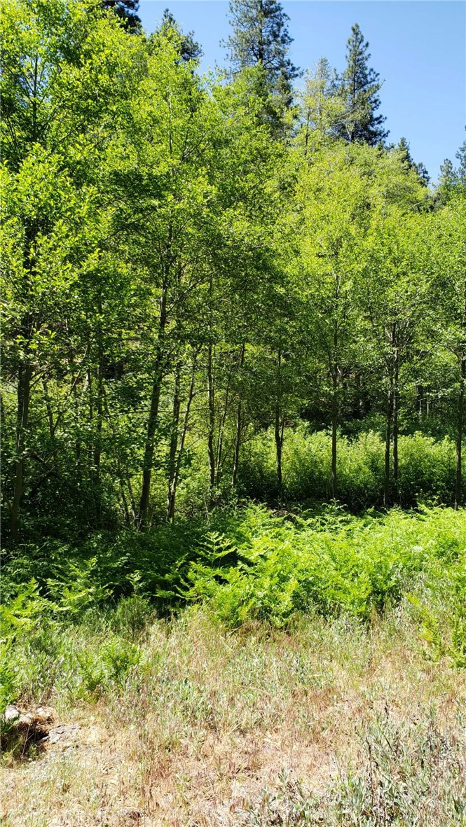 29531 Little Bear Creek Road Property Photo 14