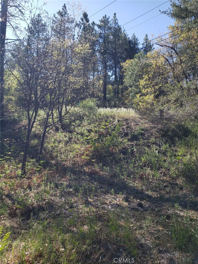 29531 Little Bear Creek Road Property Photo 18