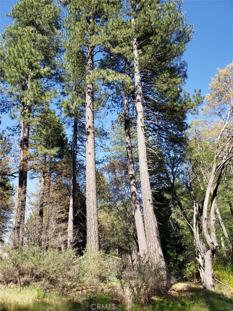 29531 Little Bear Creek Road Property Photo 1