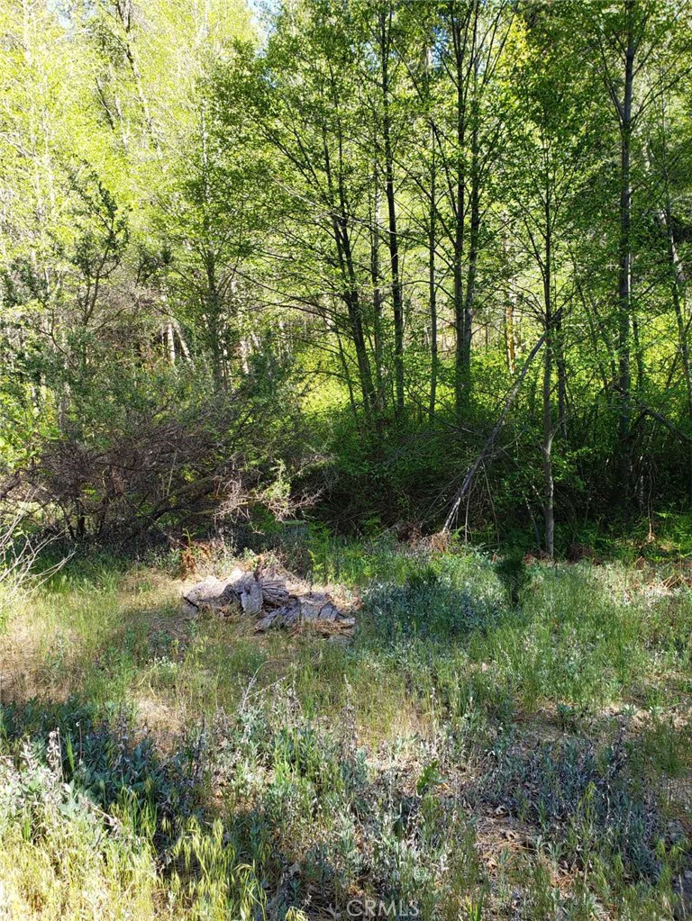 29531 Little Bear Creek Road Property Photo 2