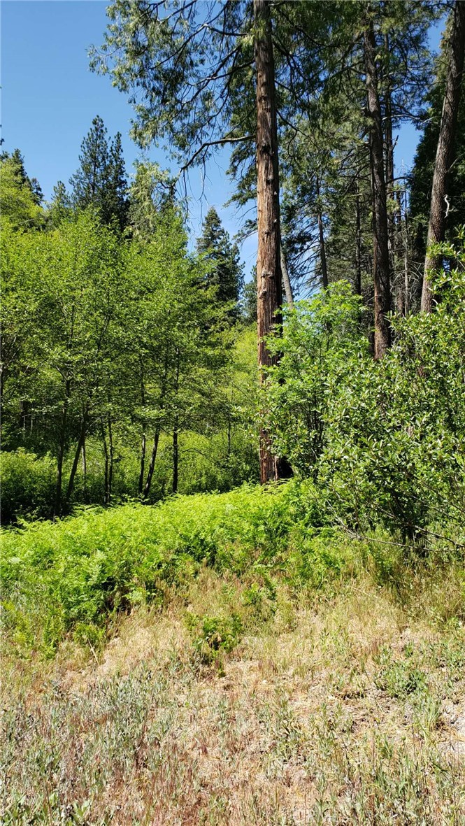 29531 Little Bear Creek Road Property Photo 3