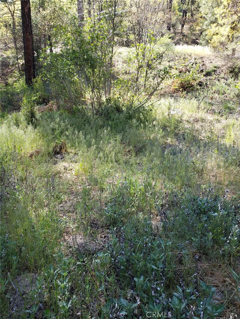 29531 Little Bear Creek Road Property Photo 4