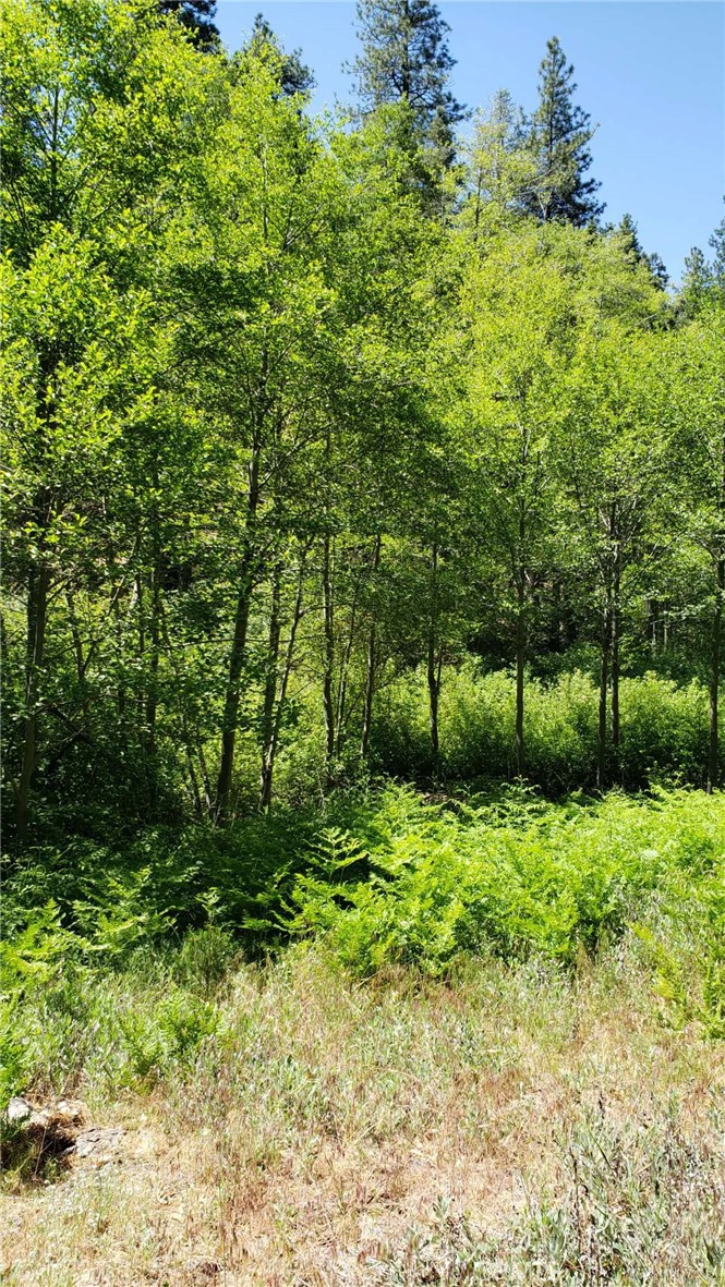 29531 Little Bear Creek Road Property Photo 5