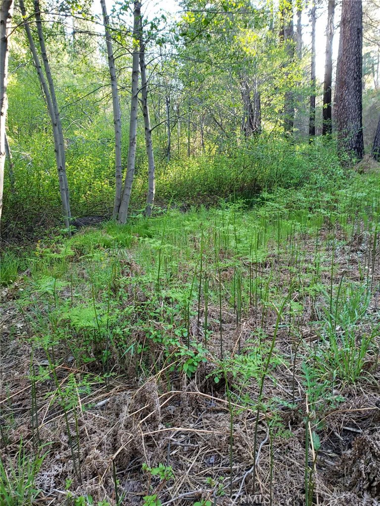 29531 Little Bear Creek Road Property Photo 8