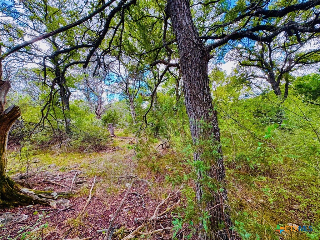 Tbd County Road 213 Property Photo 6