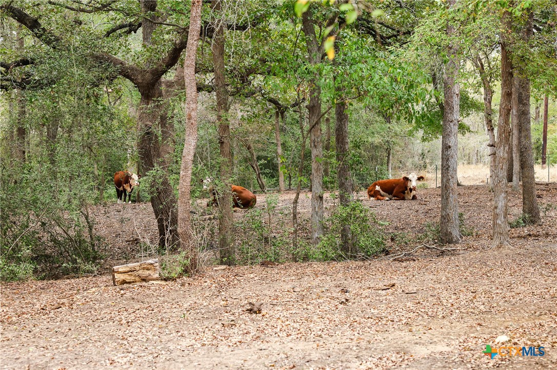 3975 Fm 3158 Property Photo 42