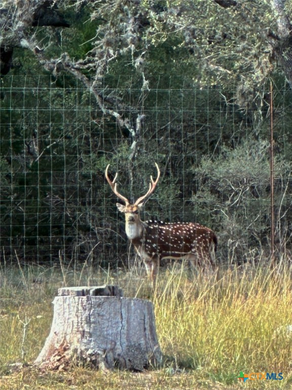 180 Hondo Spur Property Photo 36