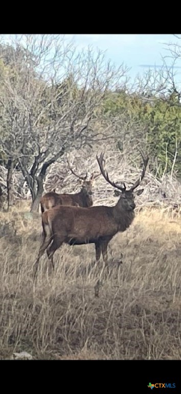 #175 Cross Timber Ranch Property Photo 10