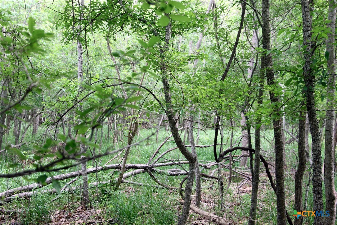 00 Brushy Branch Road Property Photo 4