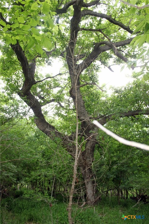00 Brushy Branch Road Property Photo 11