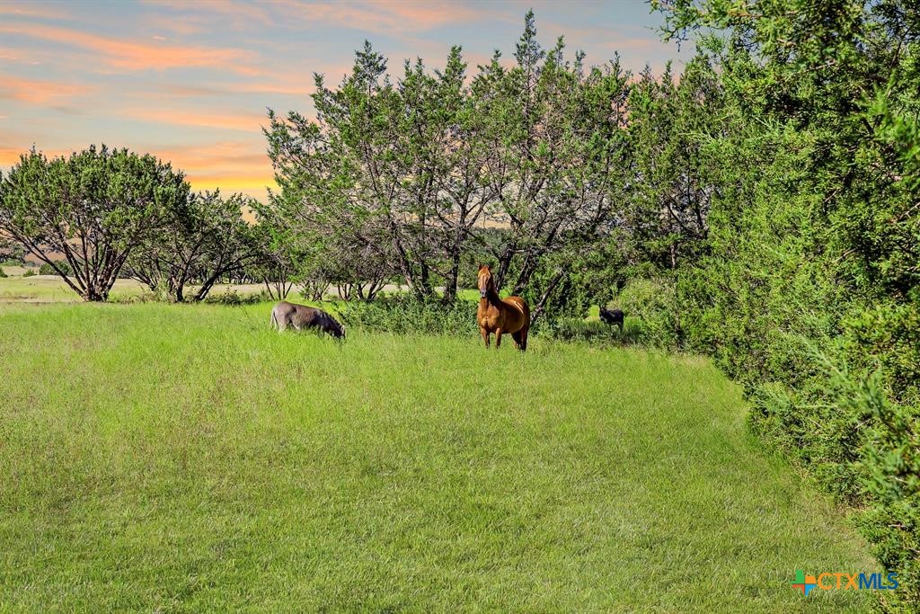3656 Fm 2657 Property Photo 2