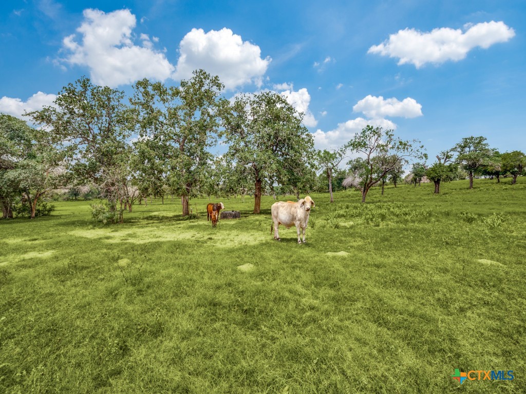 12505 W Fm 476 Property Photo 12