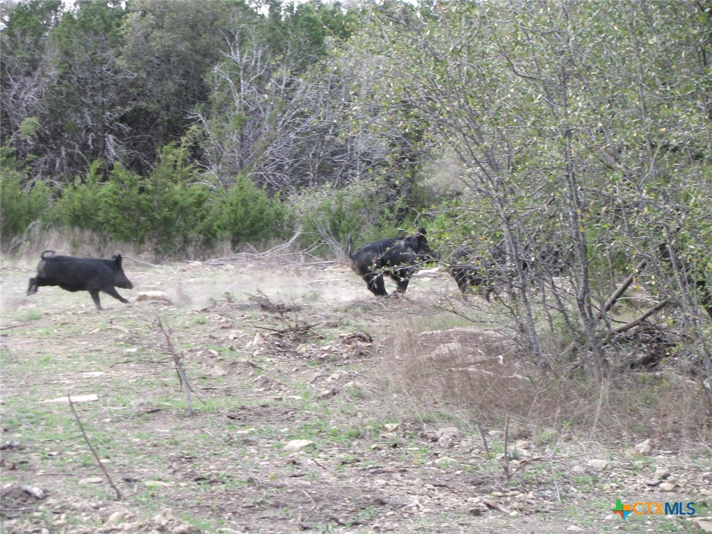 41.67 Acres Tbd Old Georgetown Road Property Photo 20