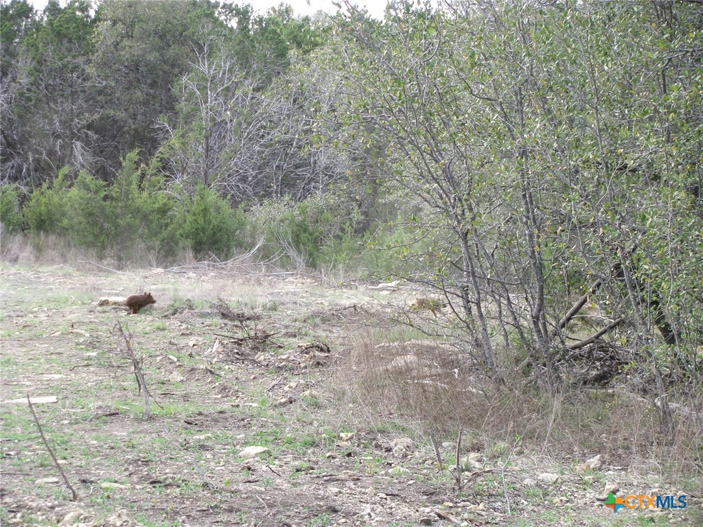 41.67 Acres Tbd Old Georgetown Road Property Photo 21
