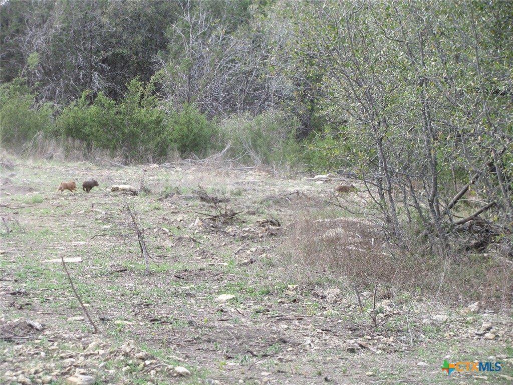 41.67 Acres Tbd Old Georgetown Road Property Photo 22