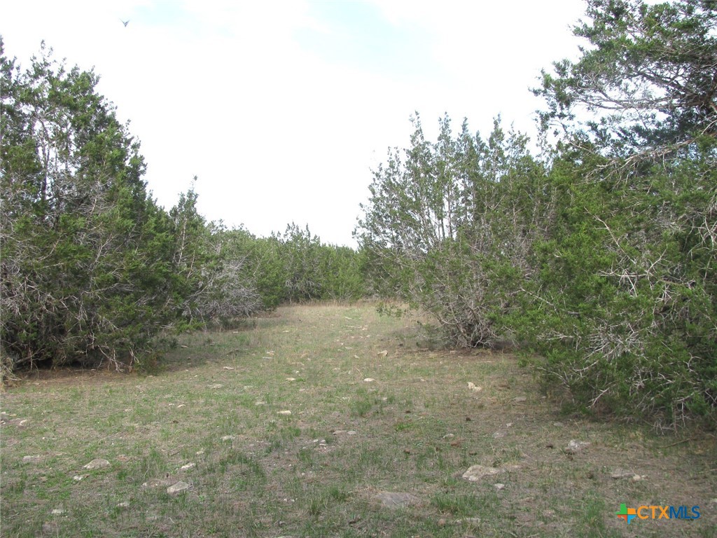 19.95 Acres Tbd Old Georgetown Road Property Photo 3
