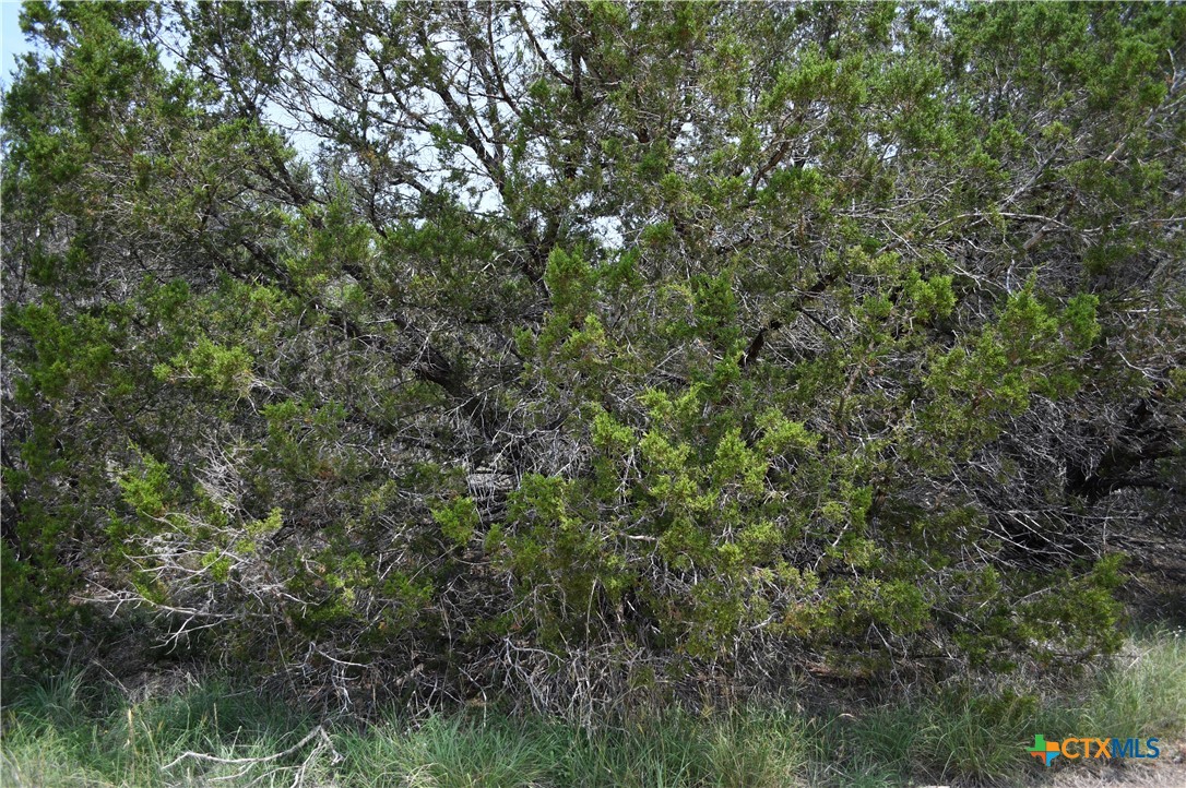 135 Agarita Drive Property Photo 1