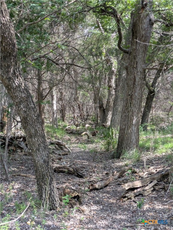 Tract 1 County Road 4390 Property Photo 6