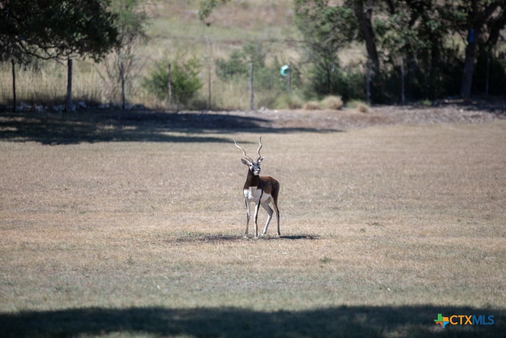 293 Turkey Cove Property Photo 46