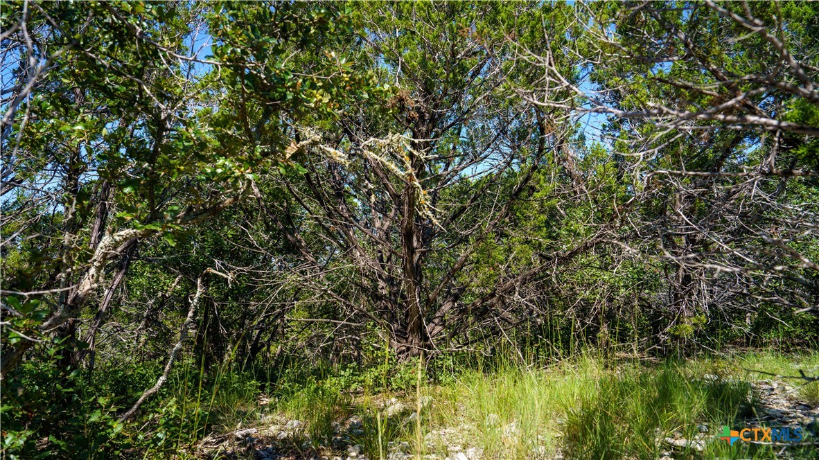 150 Branched Out Trail Property Photo 18