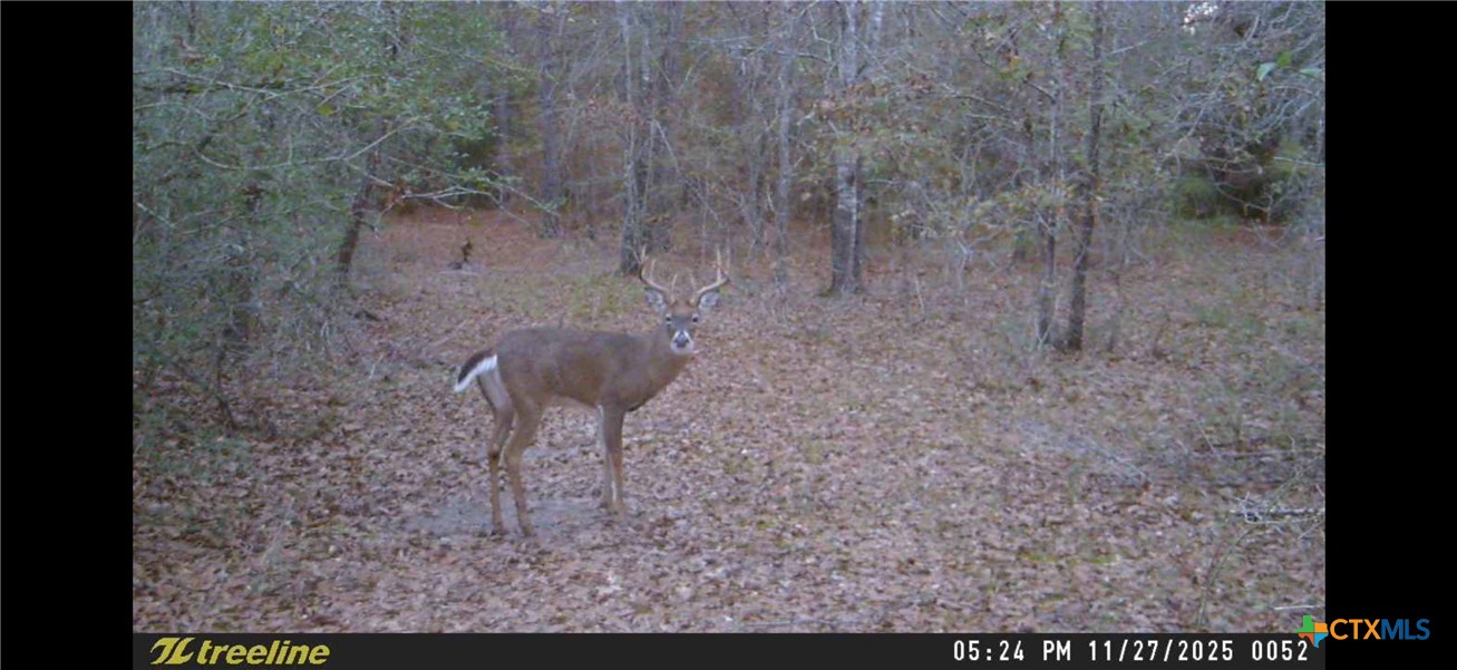 000 Dickey Loop Property Photo 46