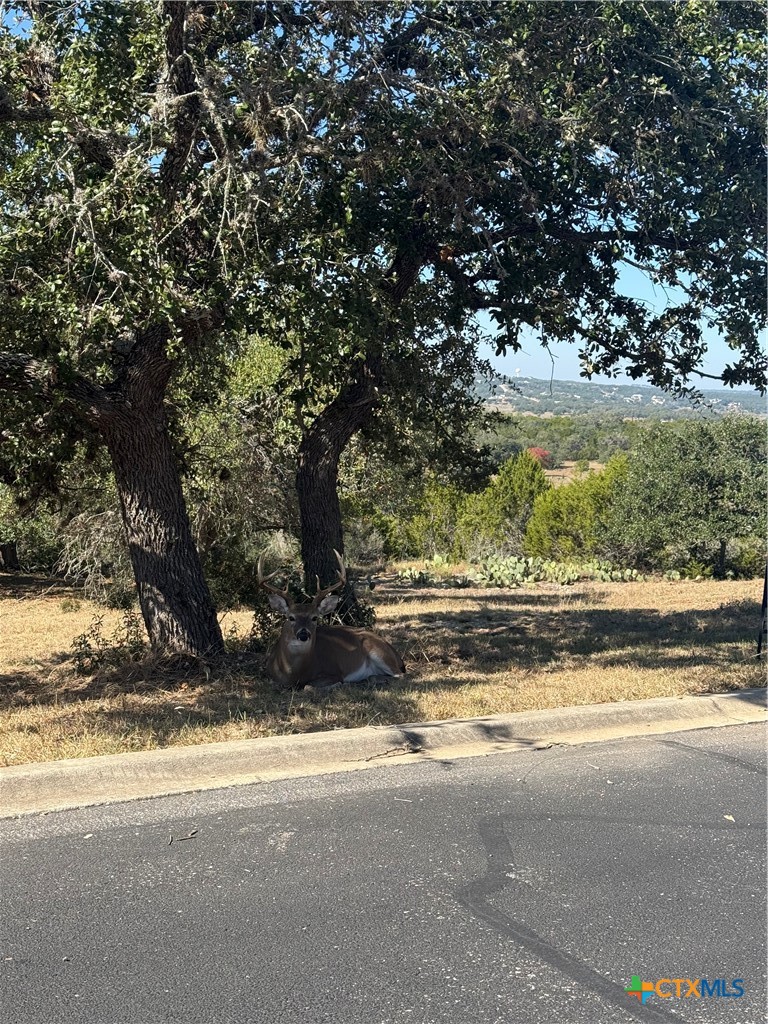 1279 Kings Cove Drive Property Photo 4