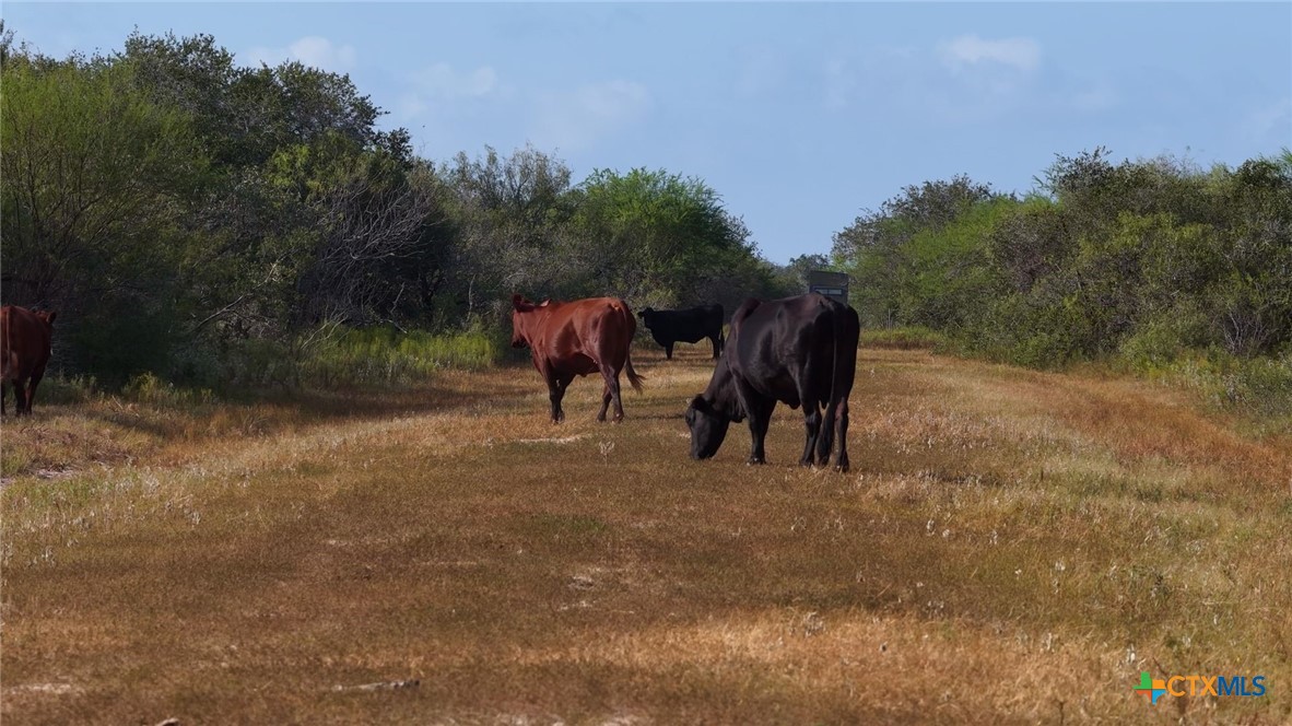 251 Old Goliad Road Property Photo 19