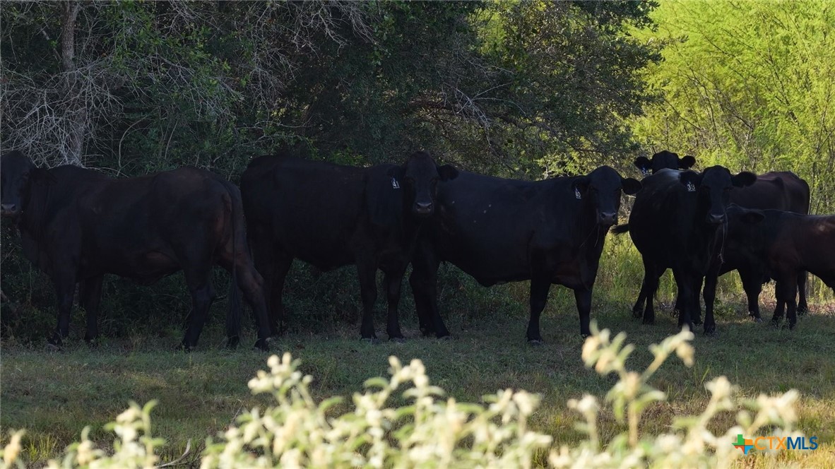 251 Old Goliad Road Property Photo 20