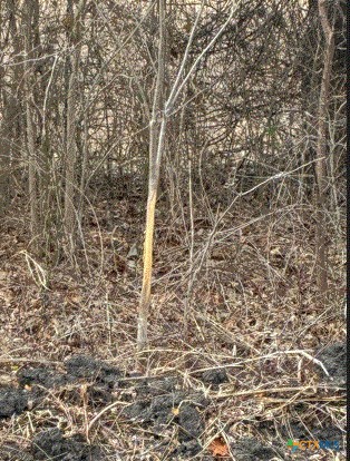 Tbd Cr 3061 Property Photo 4