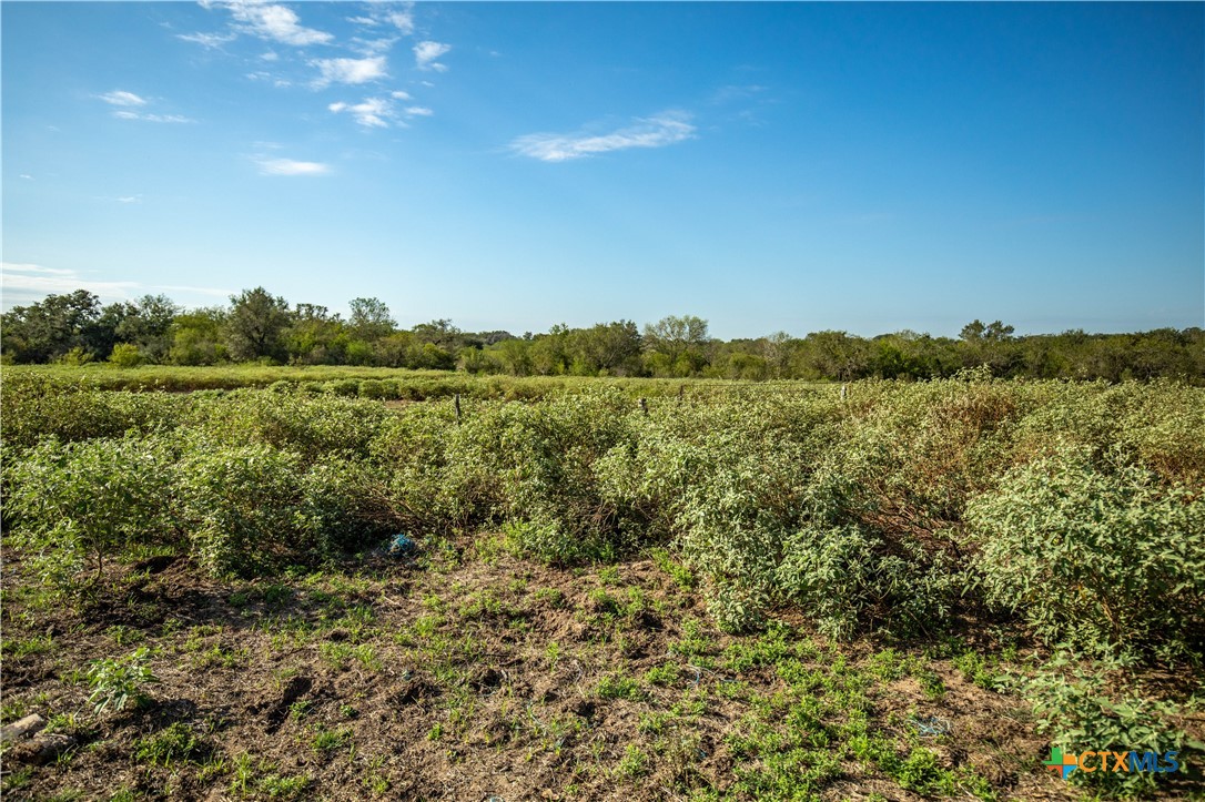 1116 Earl Williams Road Property Photo 17