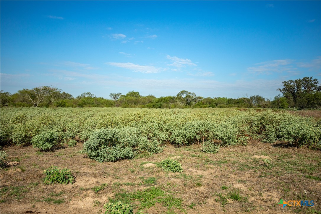 1116 Earl Williams Road Property Photo 18