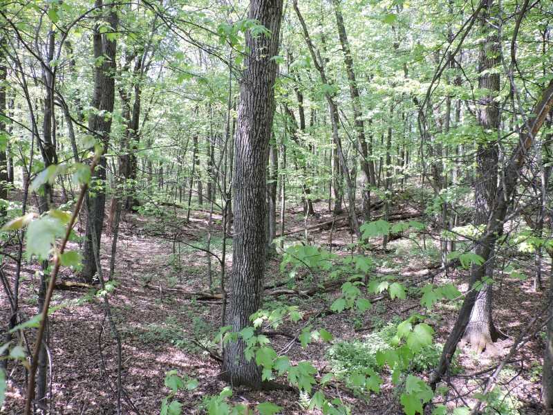 4781 Turkey Trail Property Photo 5