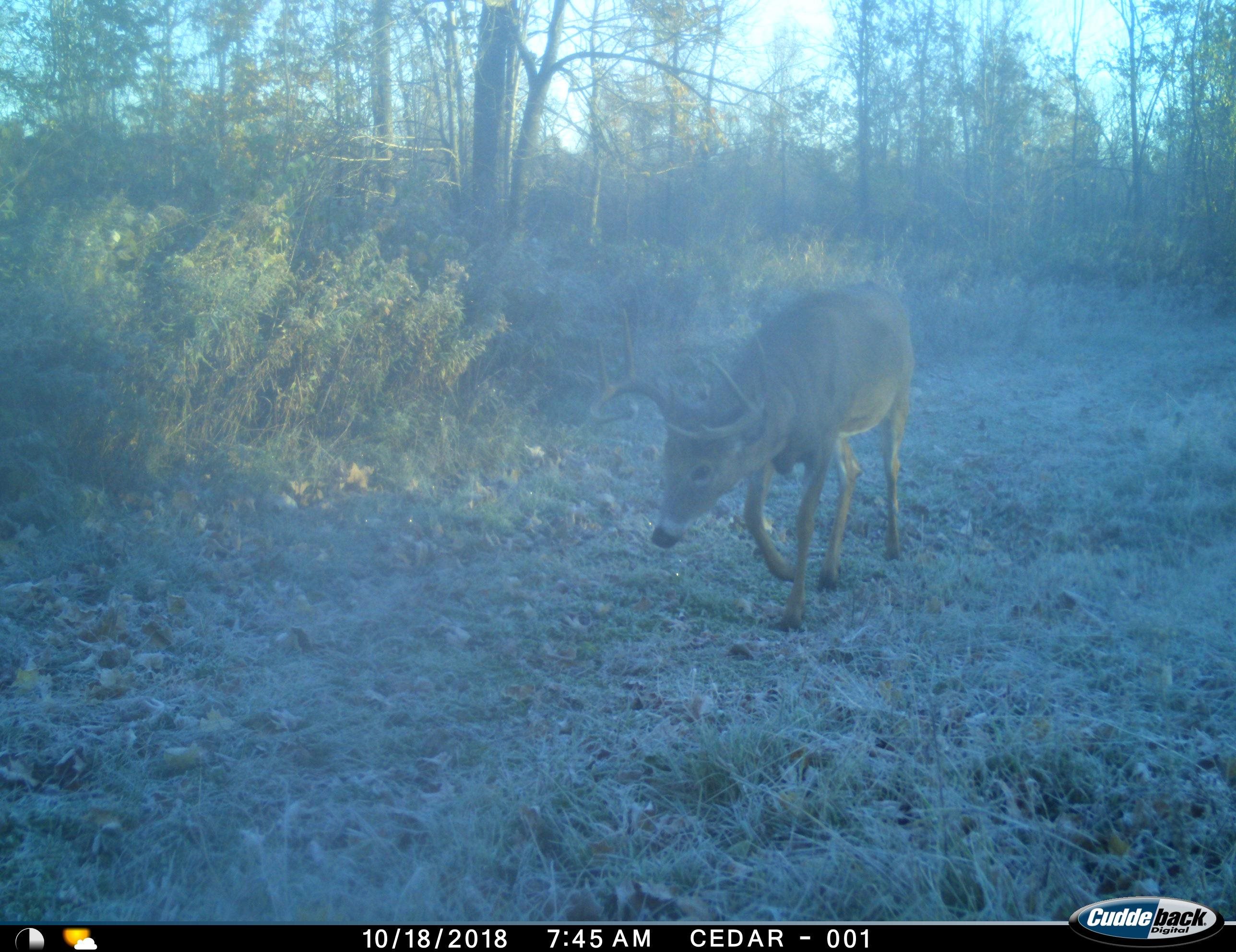 0 Beetle Creek Road Property Photo 2