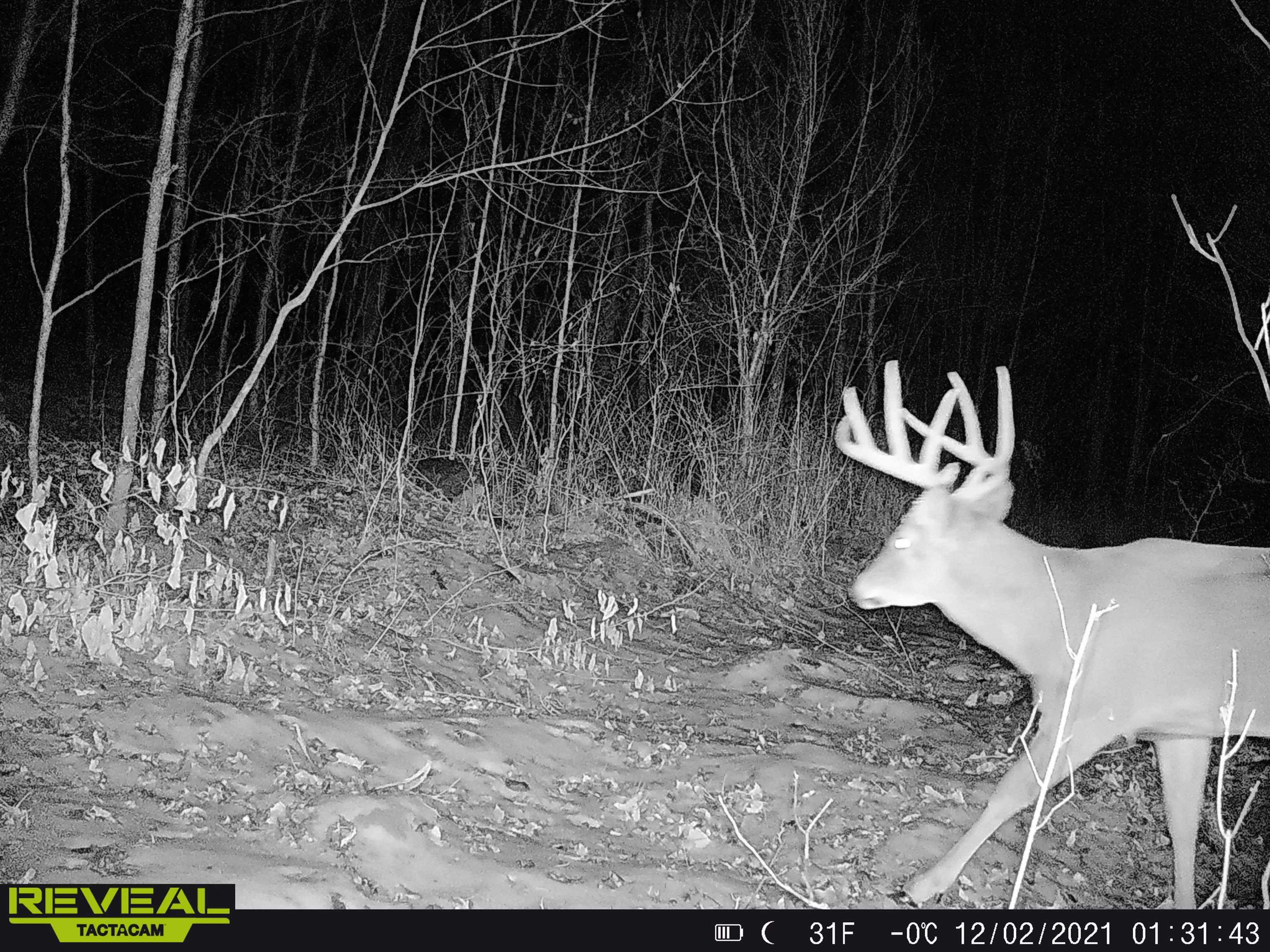 0 Beetle Creek Road Property Photo 4