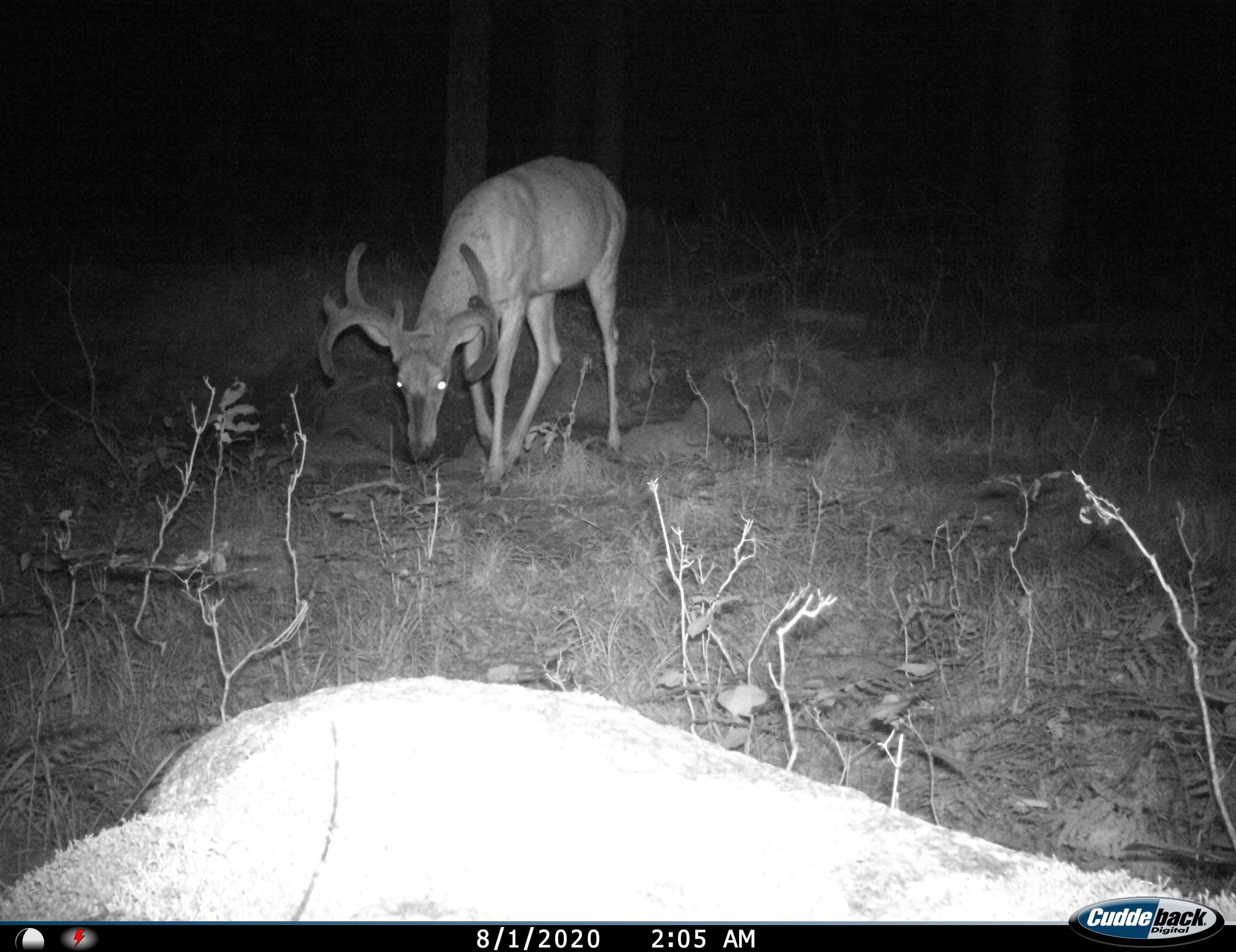 0 Beetle Creek Road Property Photo 7