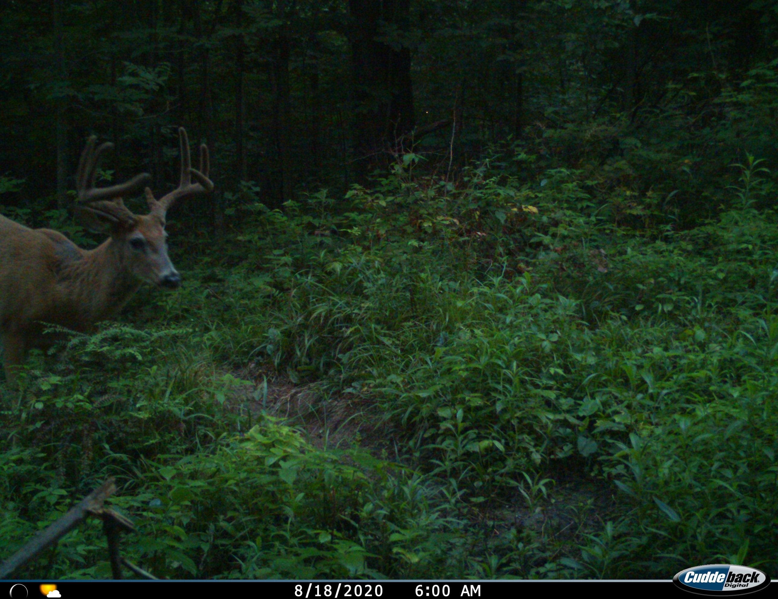 0 Beetle Creek Road Property Photo 9