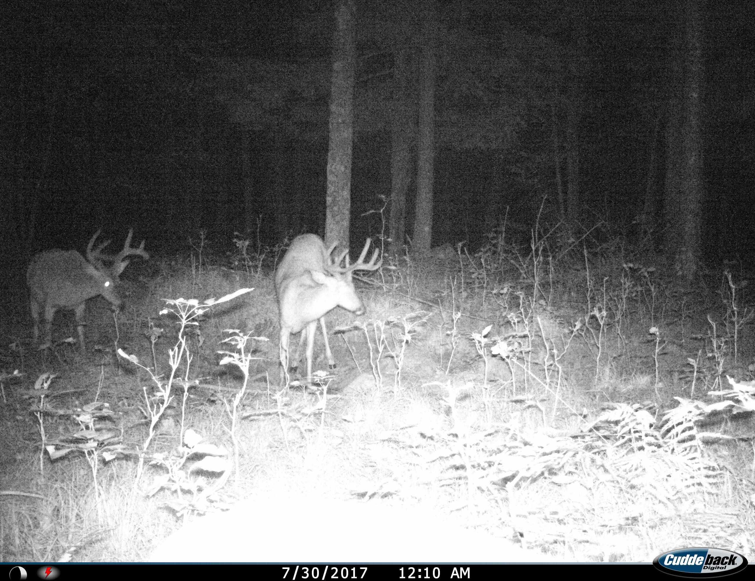 0 Beetle Creek Road Property Photo 10