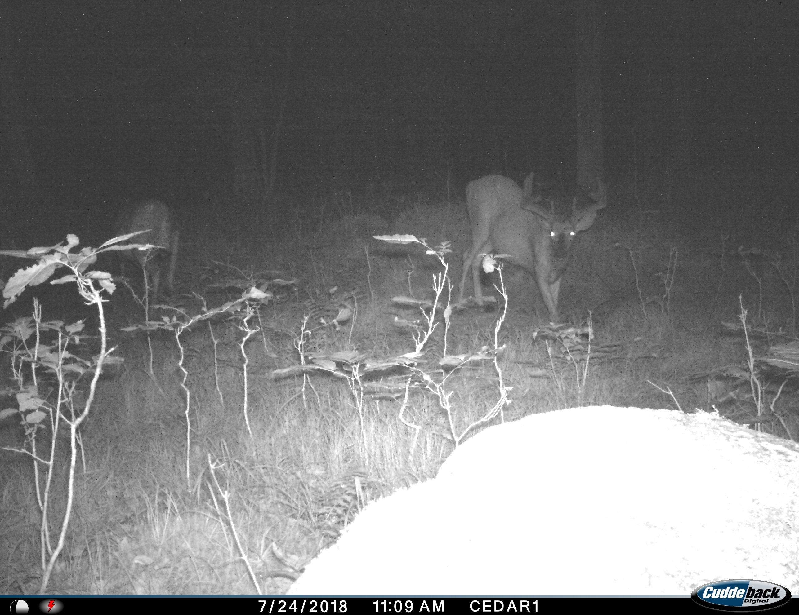 0 Beetle Creek Road Property Photo 11