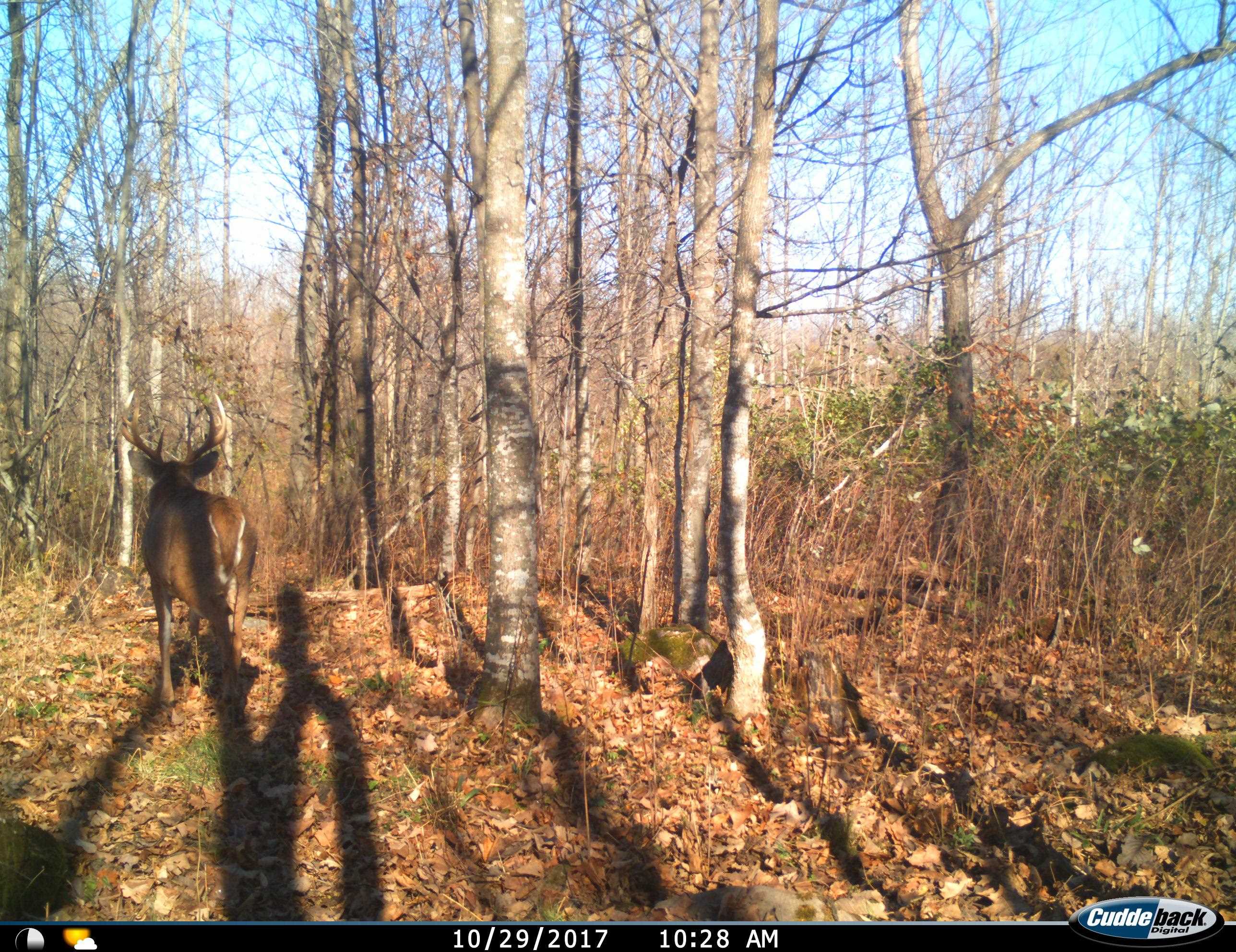 0 Beetle Creek Road Property Photo 12