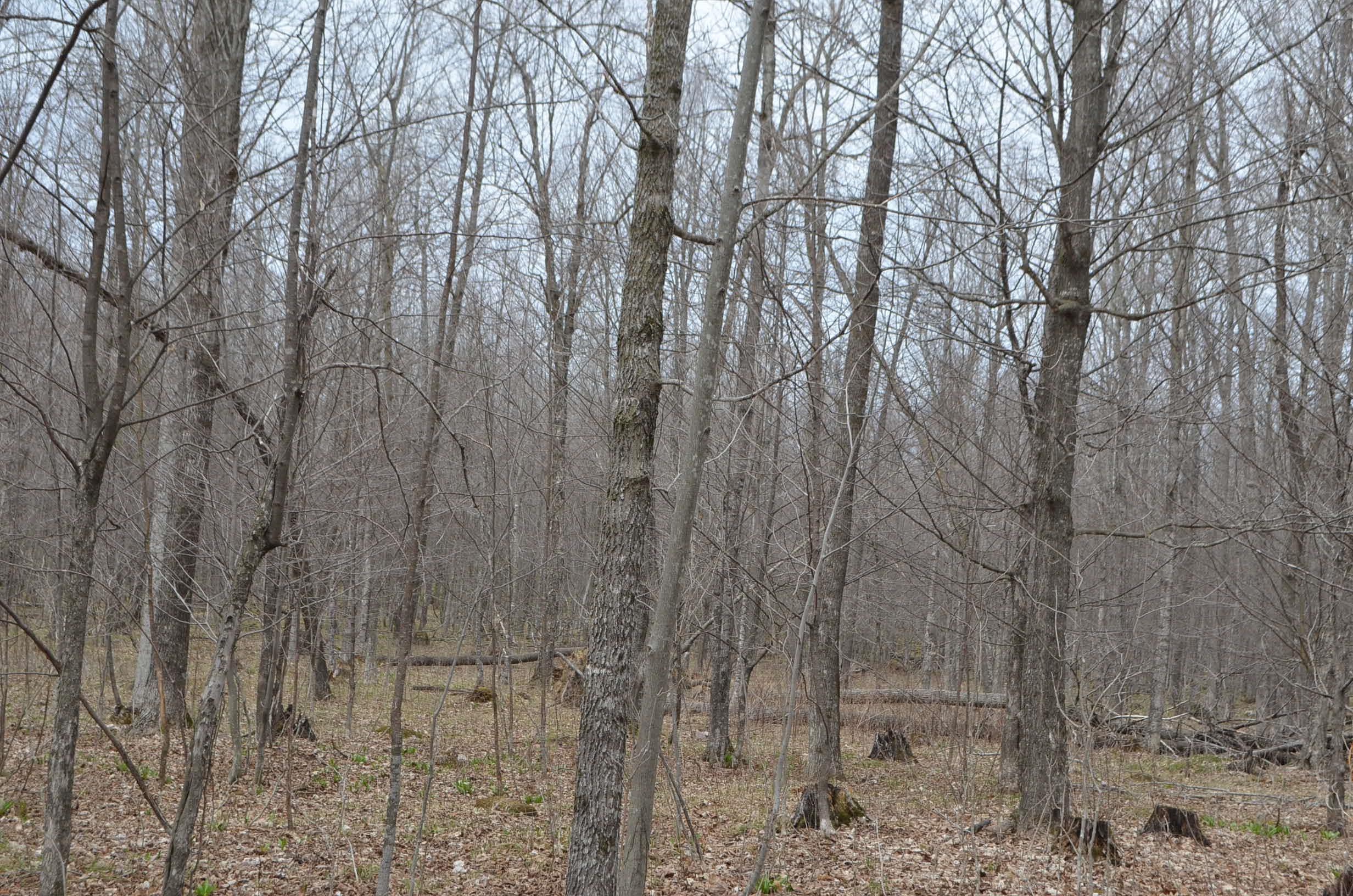 0 Beetle Creek Road Property Photo 19