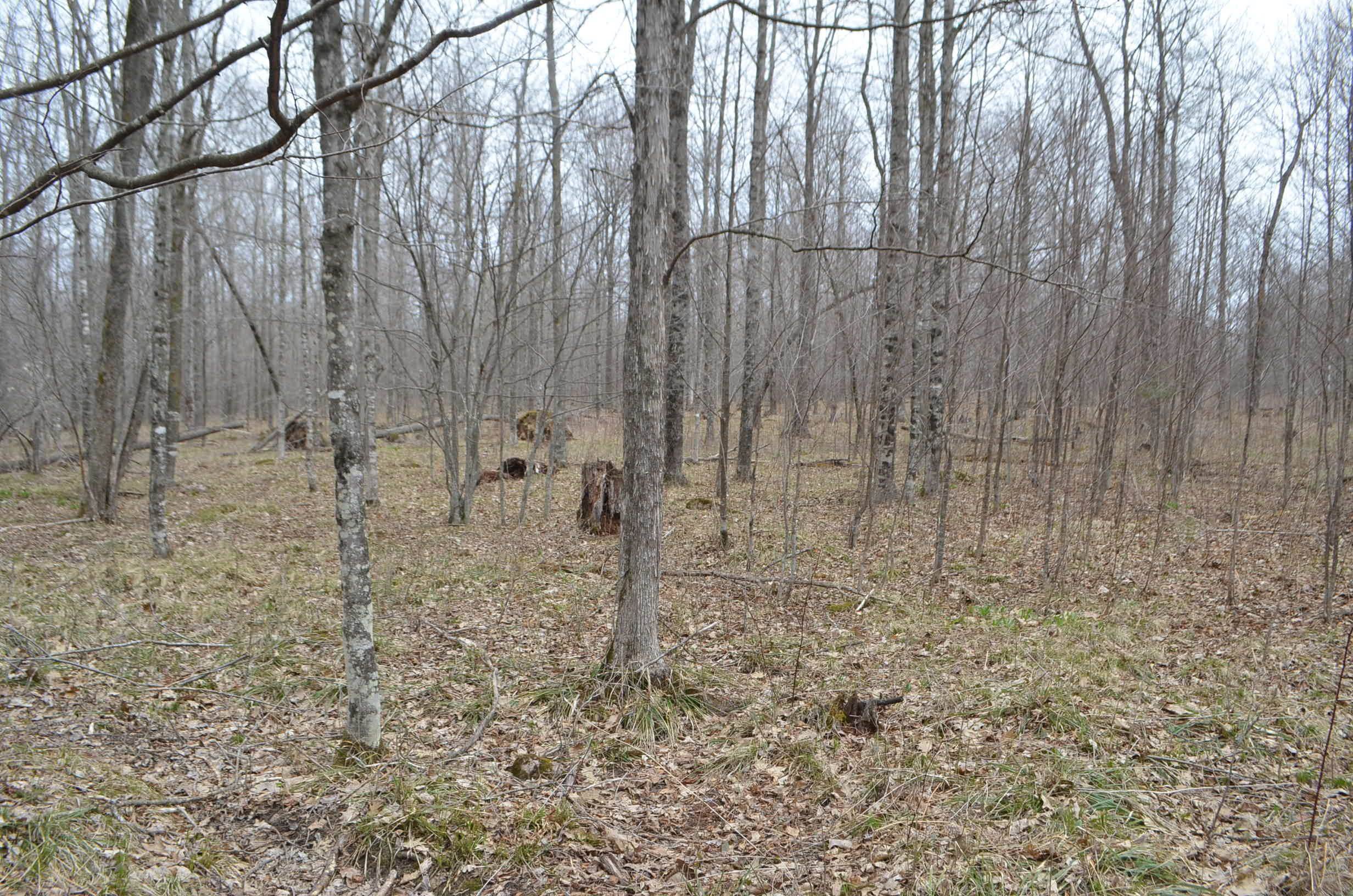 0 Beetle Creek Road Property Photo 20