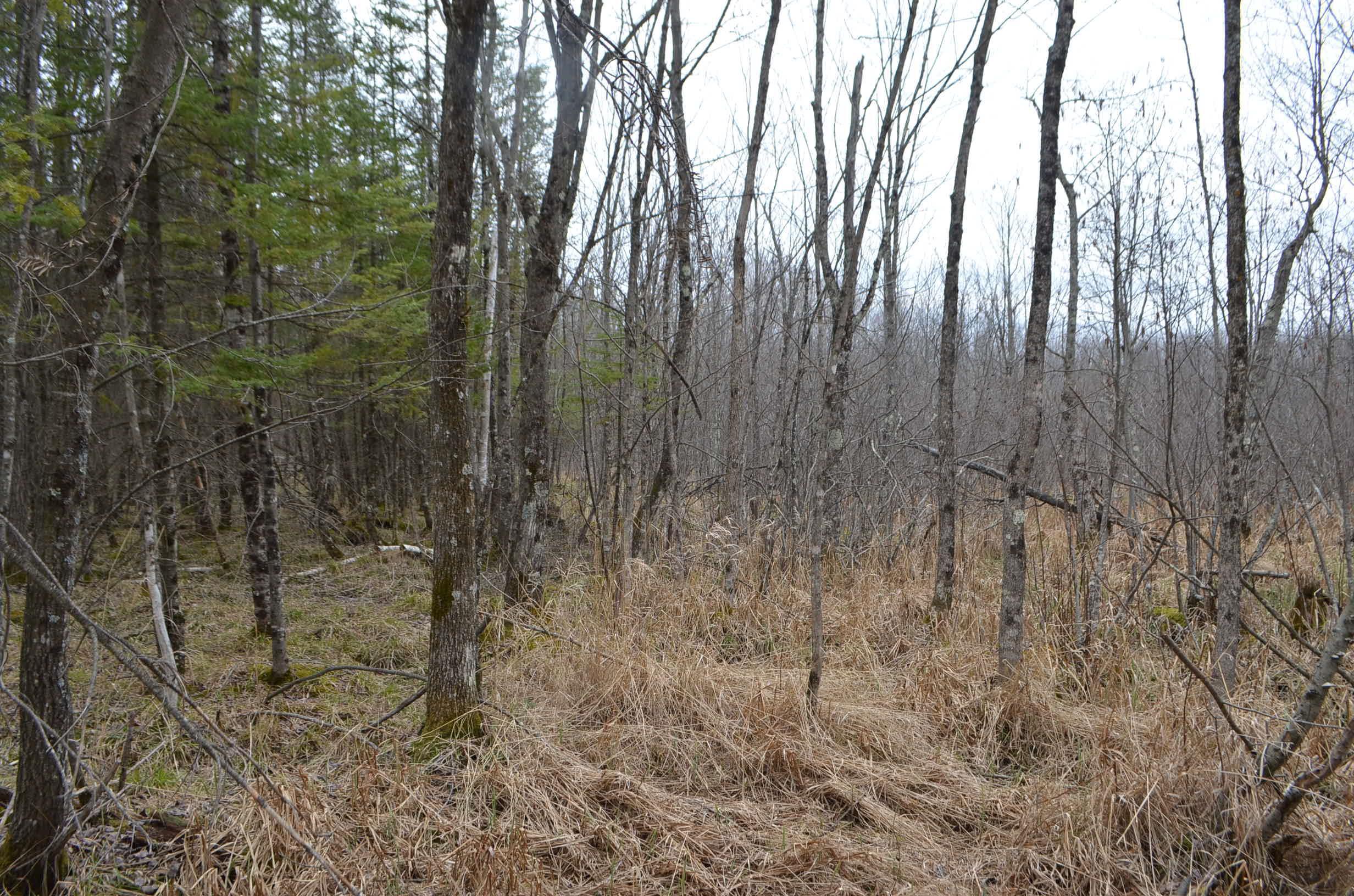 0 Beetle Creek Road Property Photo 22
