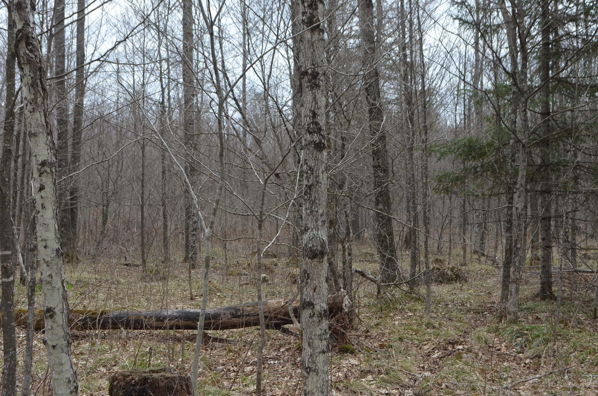 0 Beetle Creek Road Property Photo 25