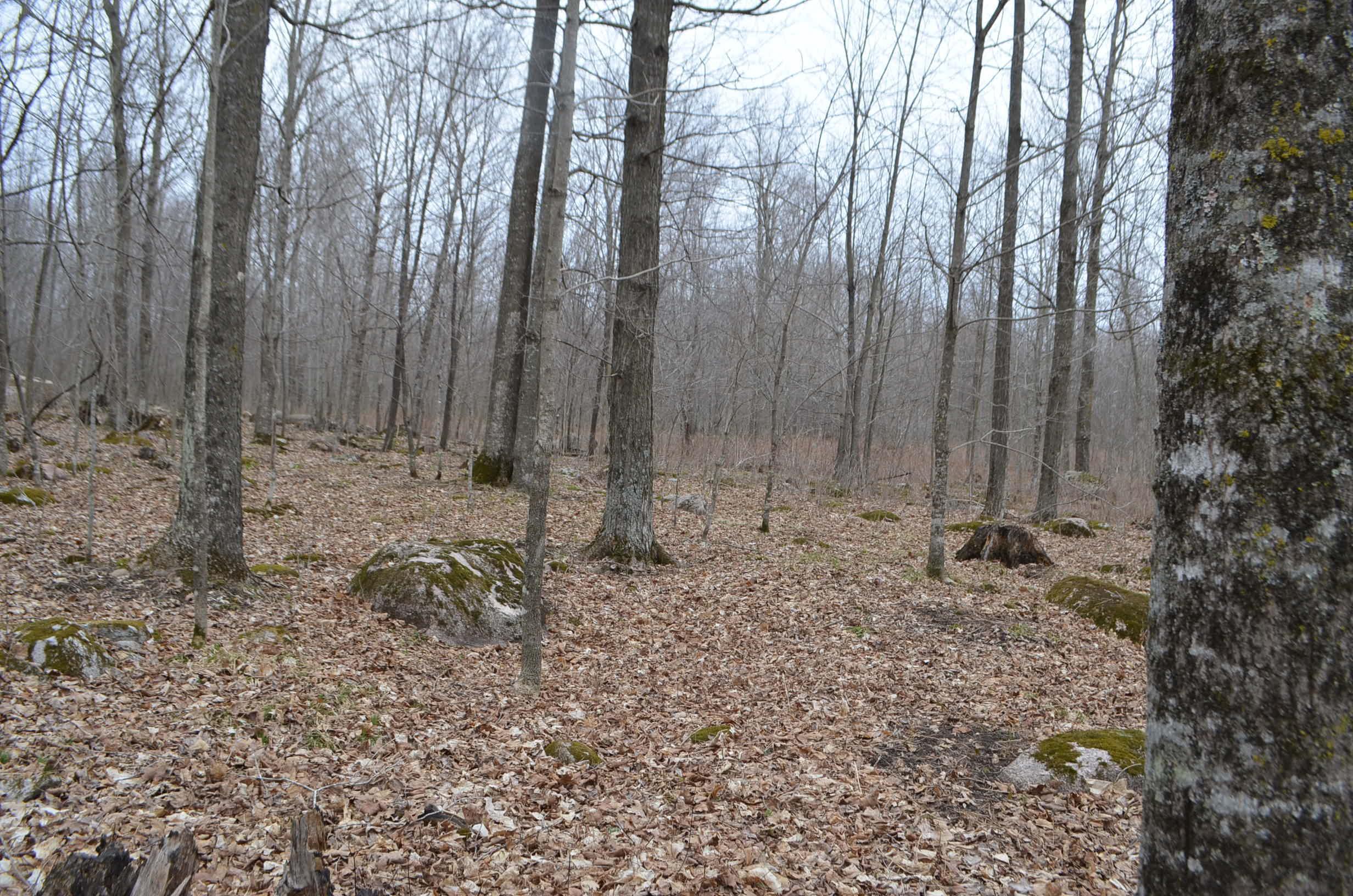 0 Beetle Creek Road Property Photo 26