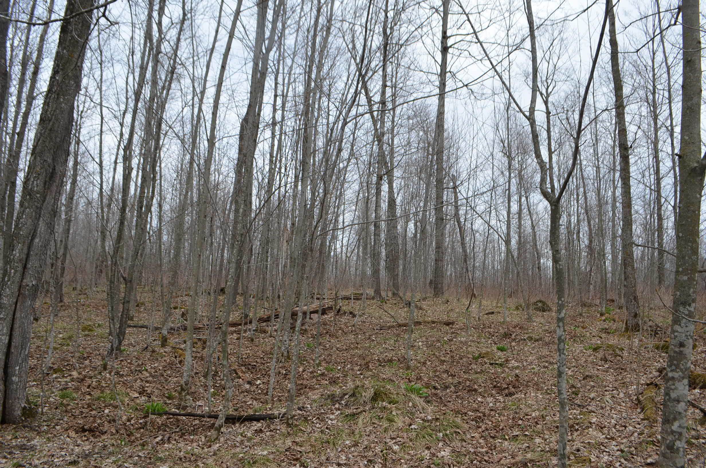 0 Beetle Creek Road Property Photo 31