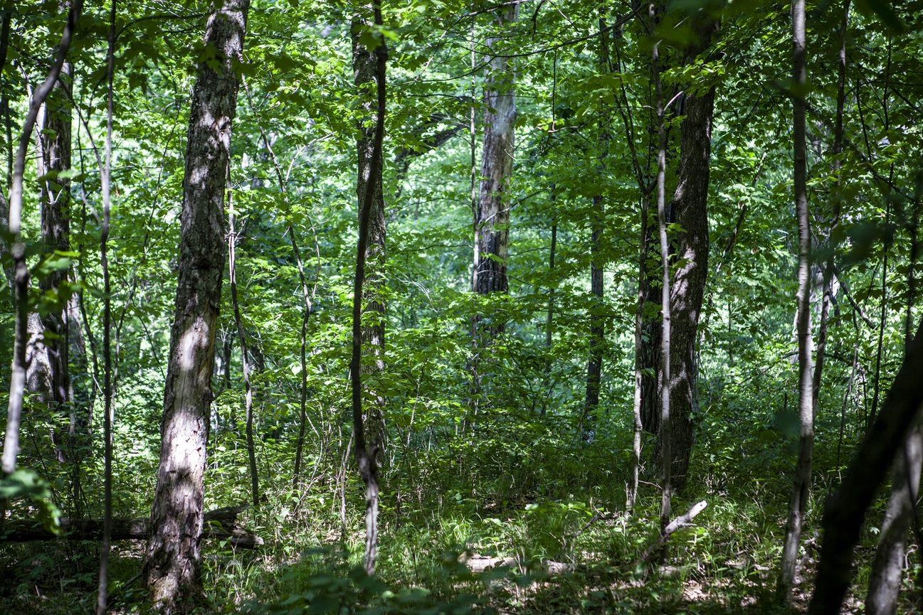 80 Acres County Road V Property Photo 2