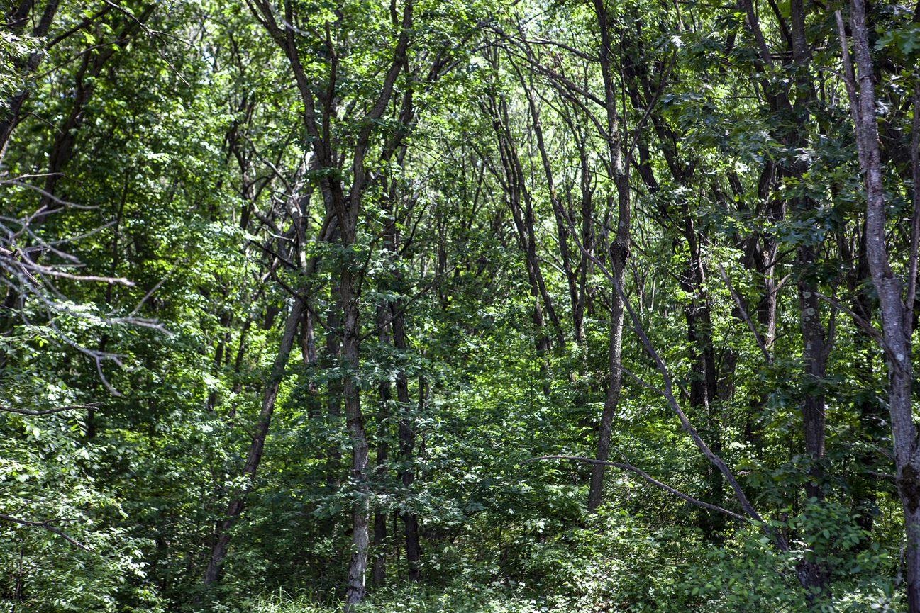 80 Acres County Road V Property Photo 3