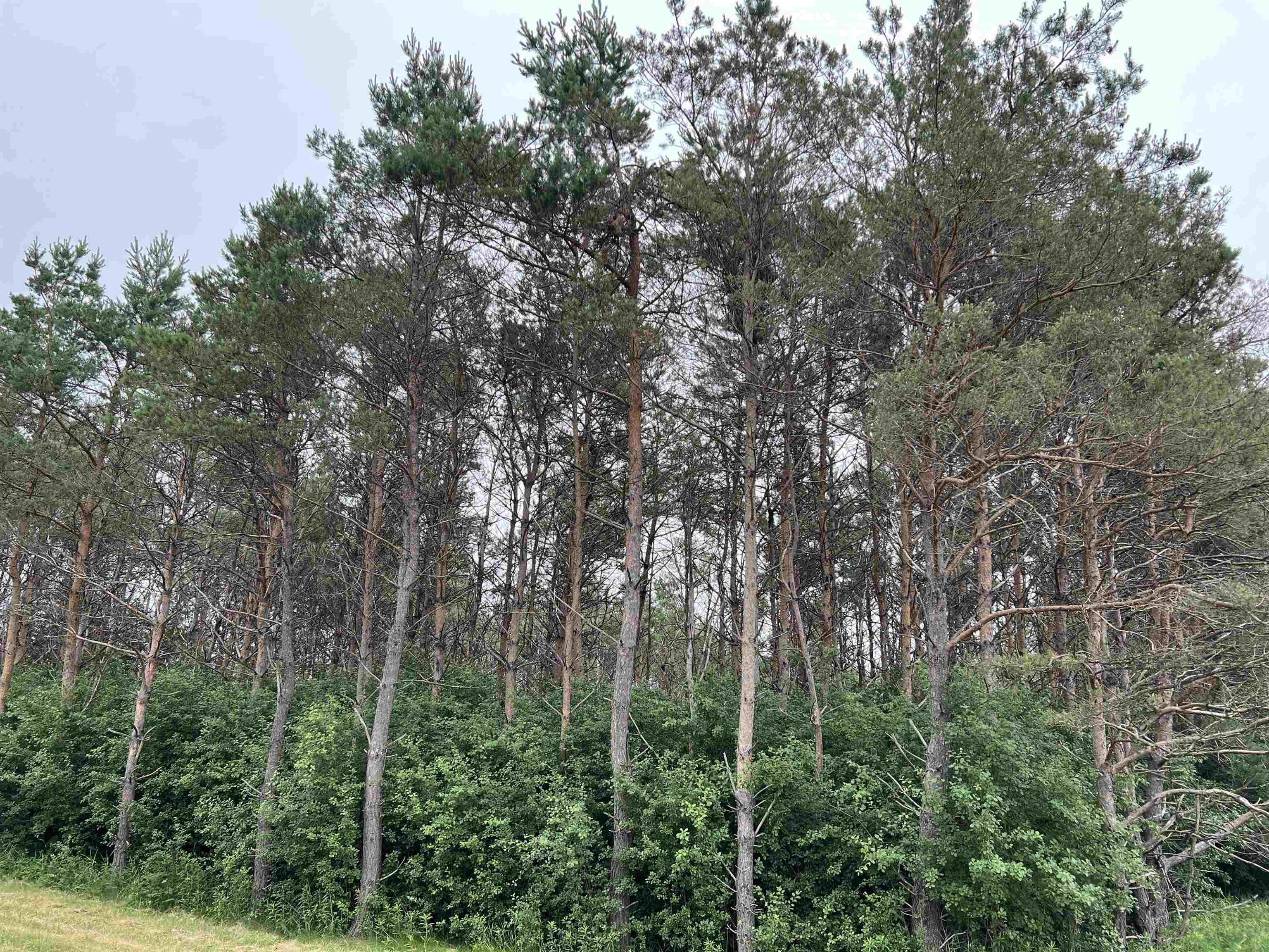 Lot 11 State Highway 45 Property Photo 4