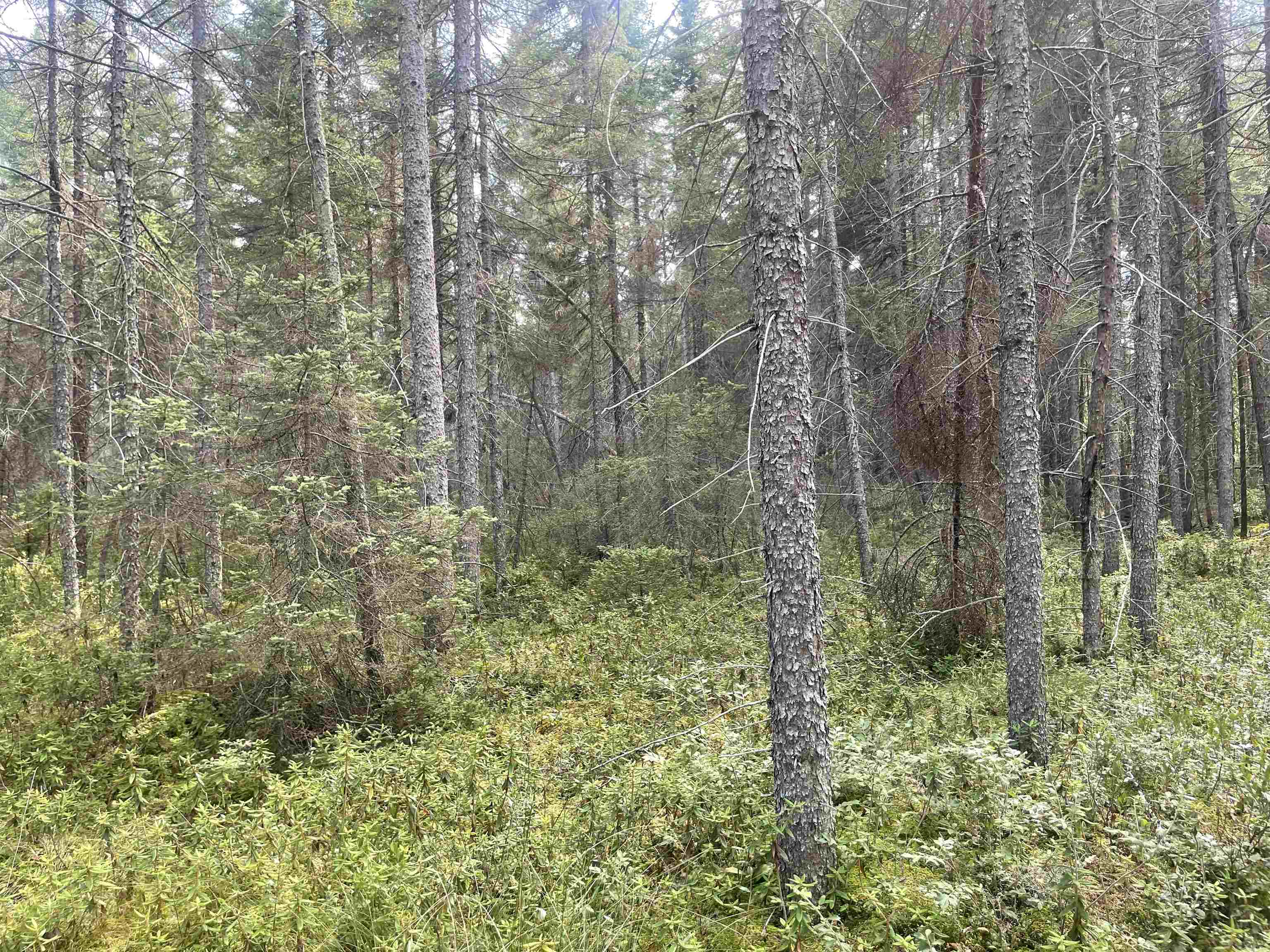 Swamp Road Property Photo 2