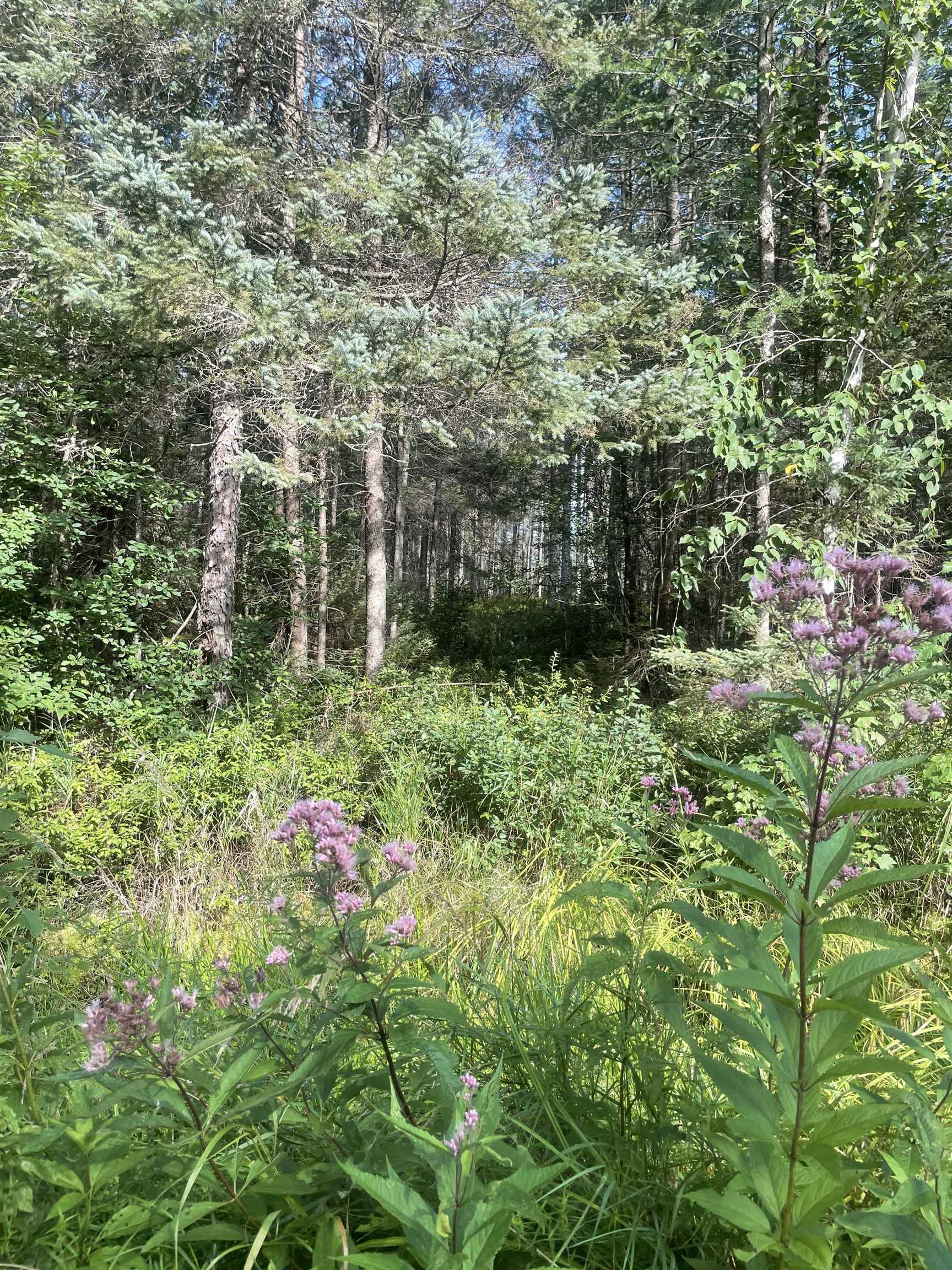 Swamp Road Property Photo 5